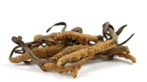 Cordyceps Mushrooms Charlotte Acu Bodywork