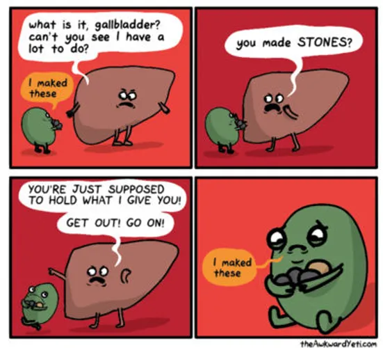 Your gallbladder is more than an accessory!