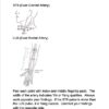 Coherence Therapy Level 1 Training Manual - Image 4